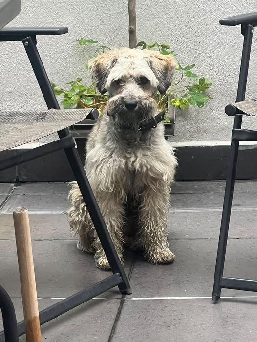 Foto del avistamiento de perro