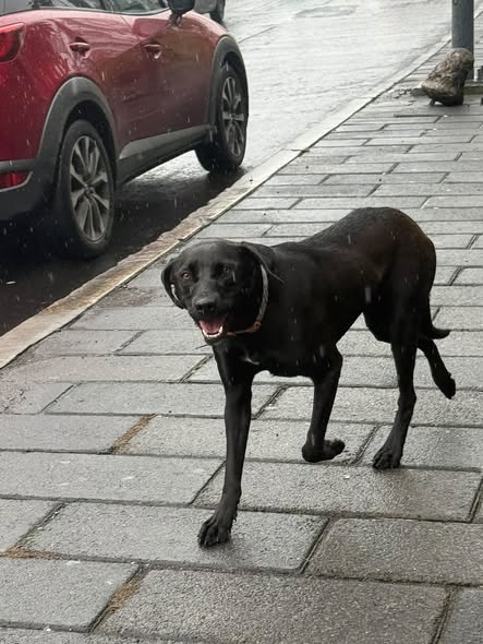 Dog sighting photo