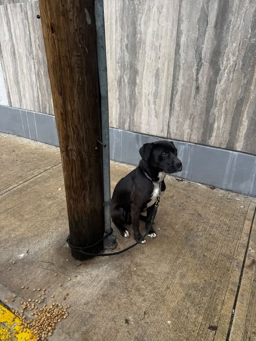 Dog sighting photo