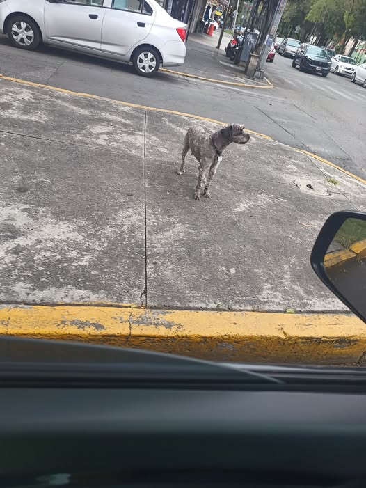 Foto del avistamiento de perro