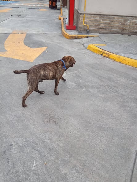Foto del avistamiento de perro