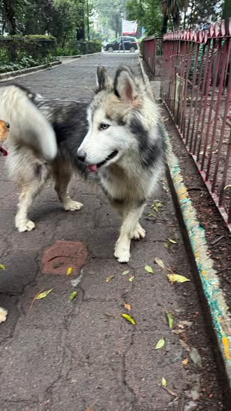 Foto del avistamiento de perro