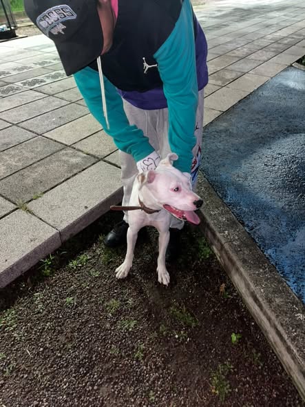Foto del avistamiento de perro