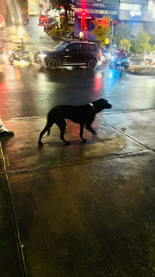 Foto del avistamiento de perro