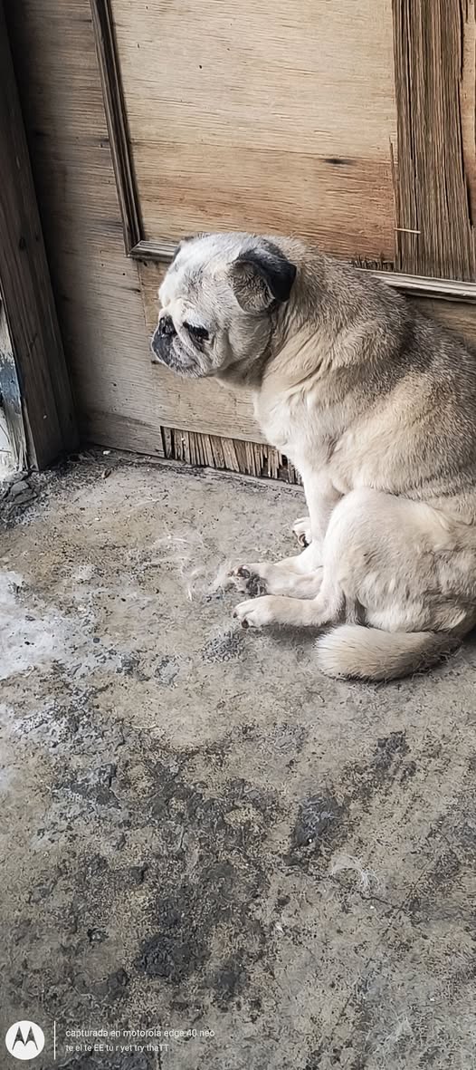 Foto del avistamiento de perro