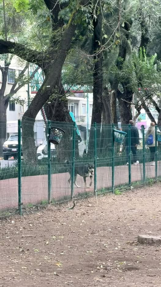 Foto del avistamiento de perro