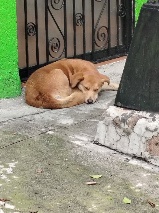 Foto del avistamiento de perro