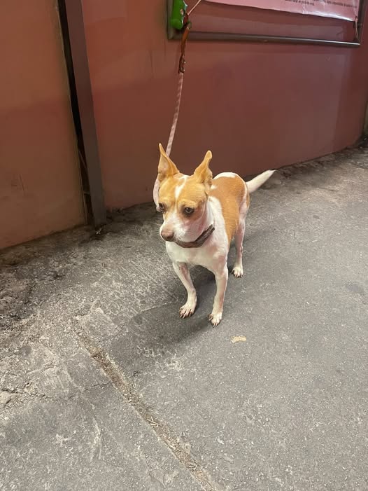 Dog sighting photo