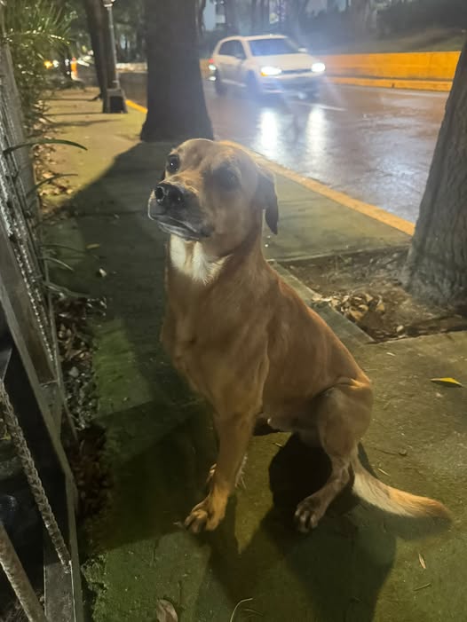 Foto del avistamiento de perro