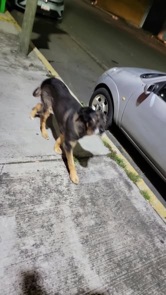Dog sighting photo