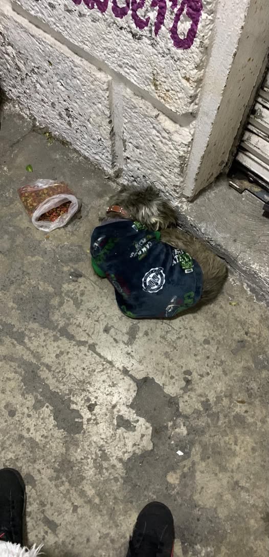 Dog sighting photo