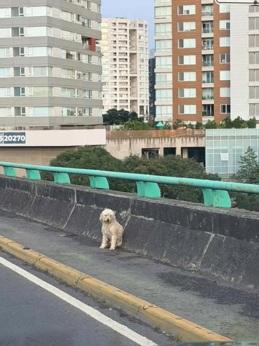 Dog sighting photo