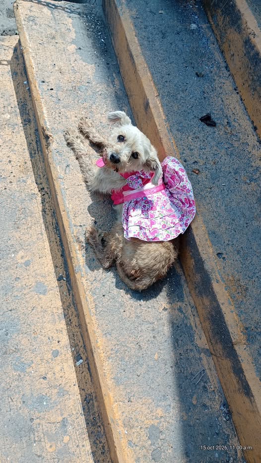 Foto del avistamiento de perro