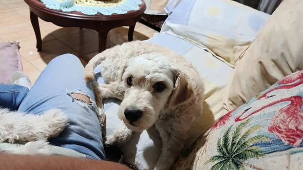 Dog sighting photo