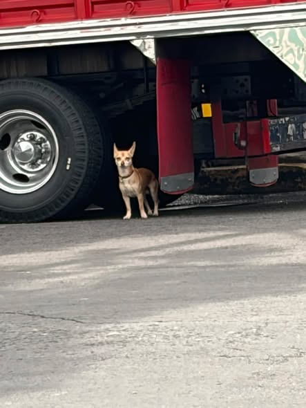 Foto del avistamiento de perro