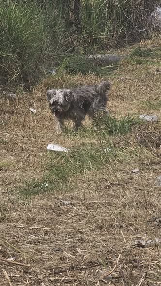 Foto del avistamiento de perro