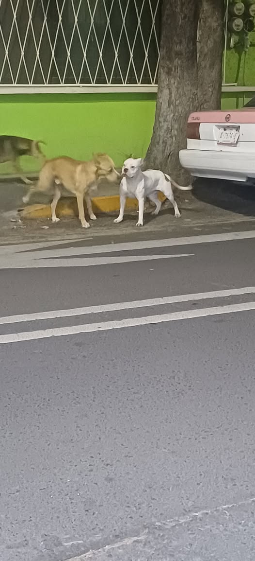 Dog sighting photo