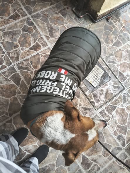 Foto del avistamiento de perro