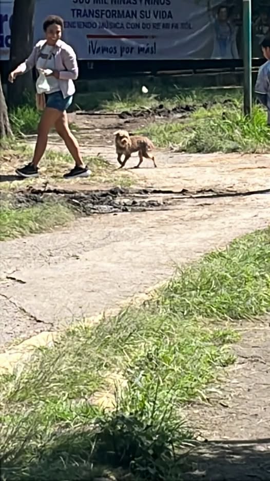 Foto del avistamiento de perro