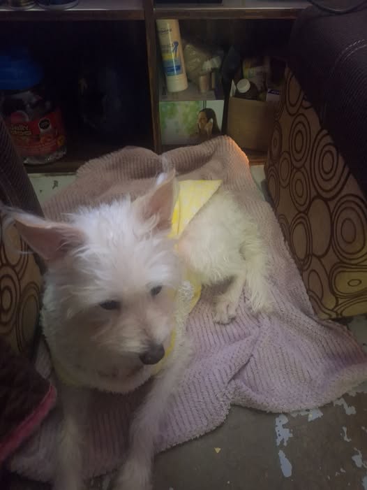 Foto del avistamiento de perro