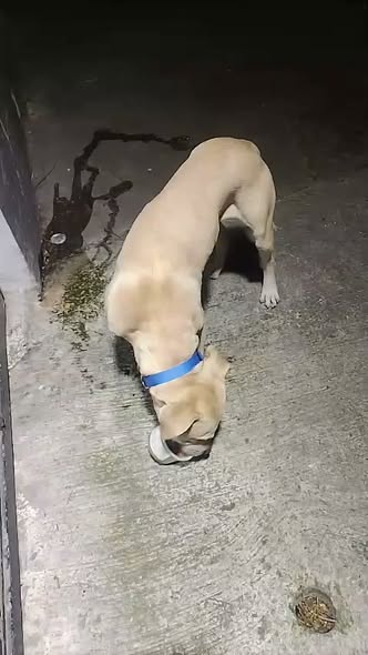 Foto del avistamiento de perro