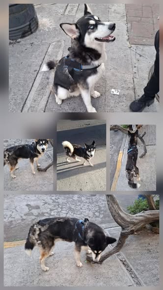 Dog sighting photo