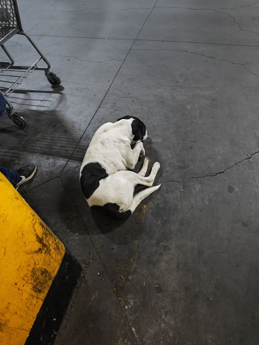 Foto del avistamiento de perro