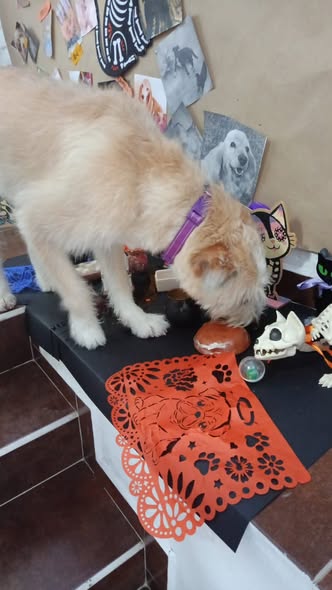 Foto del avistamiento de perro
