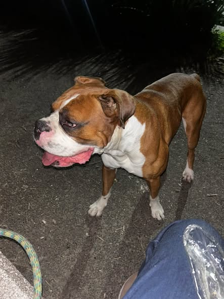 Dog sighting photo