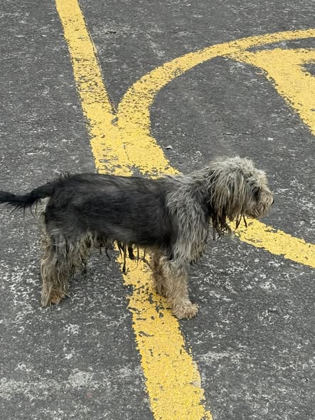 Foto del avistamiento de perro