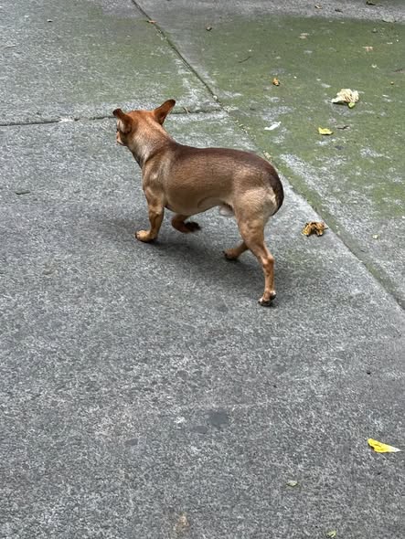 Dog sighting photo