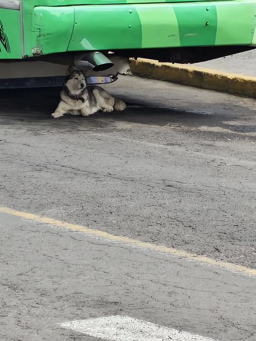 Dog sighting photo