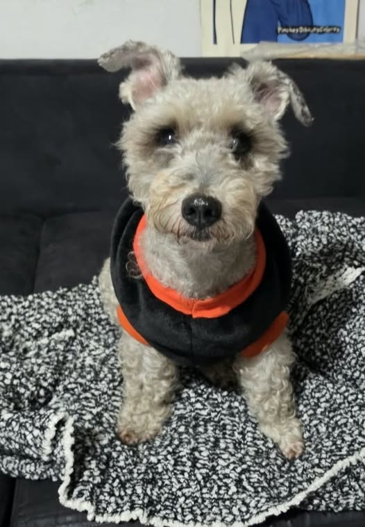 Foto del avistamiento de perro