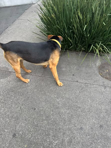 Dog sighting photo