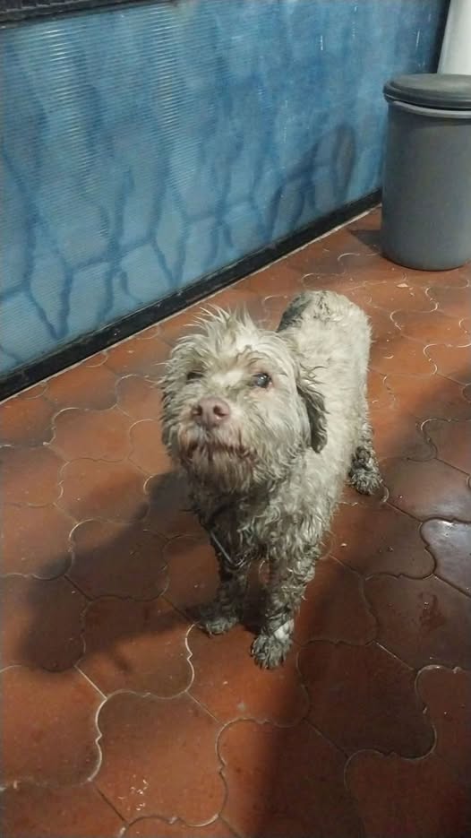 Dog sighting photo