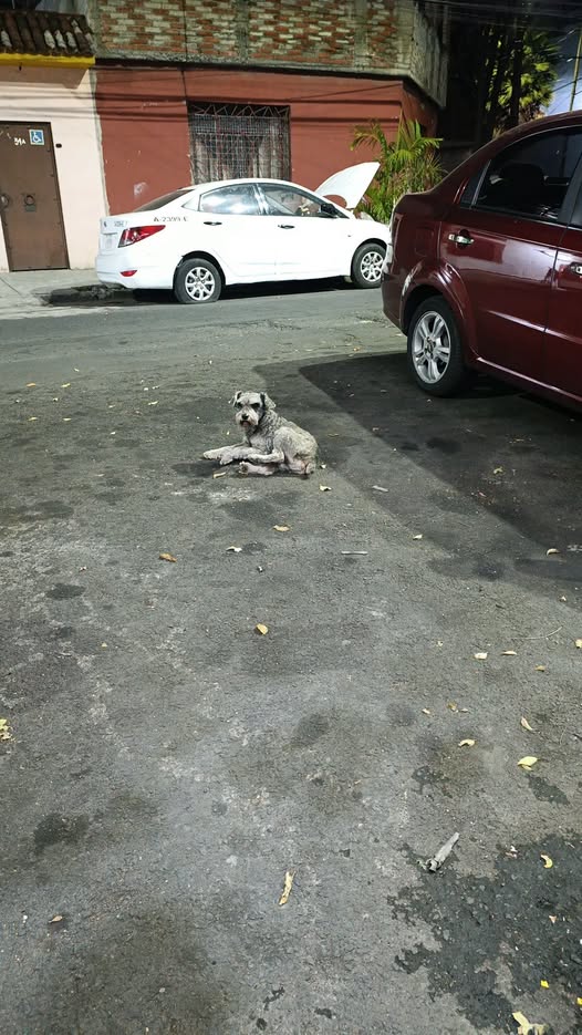 Foto del avistamiento de perro