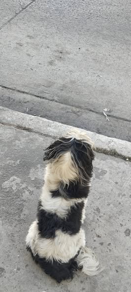 Dog sighting