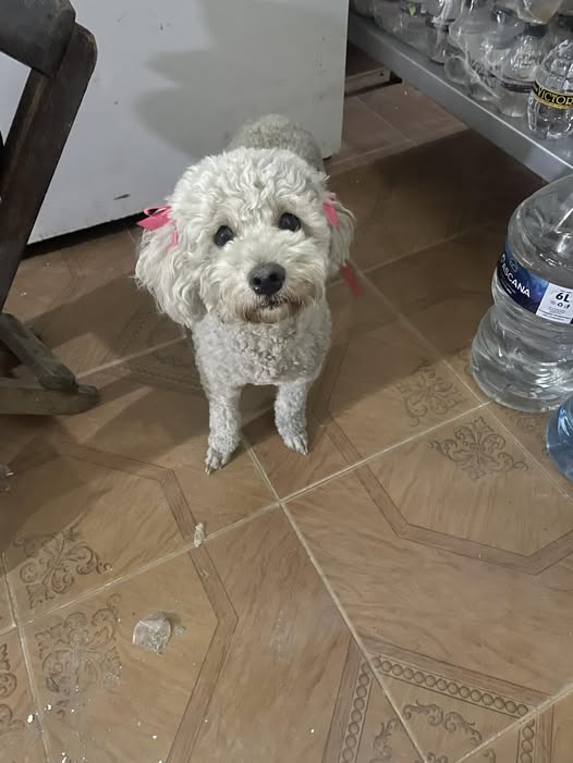Dog sighting
