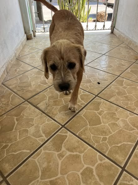 Foto del avistamiento de perro