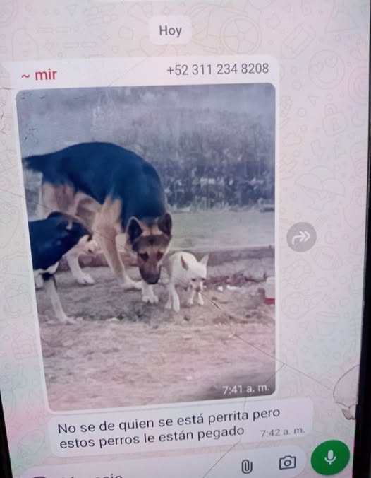 Foto del avistamiento de perro