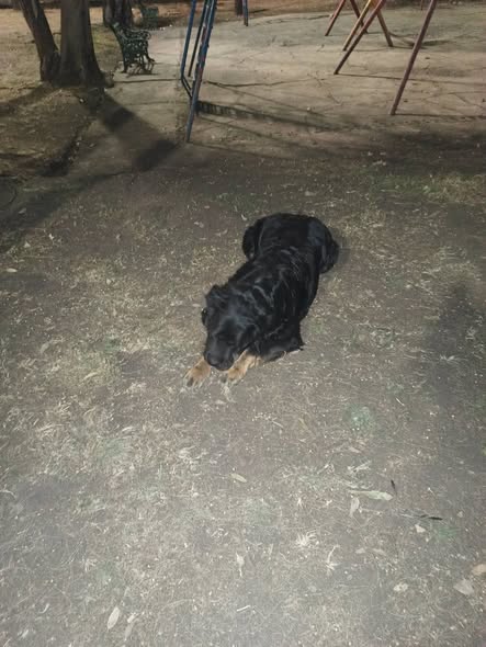 Dog sighting