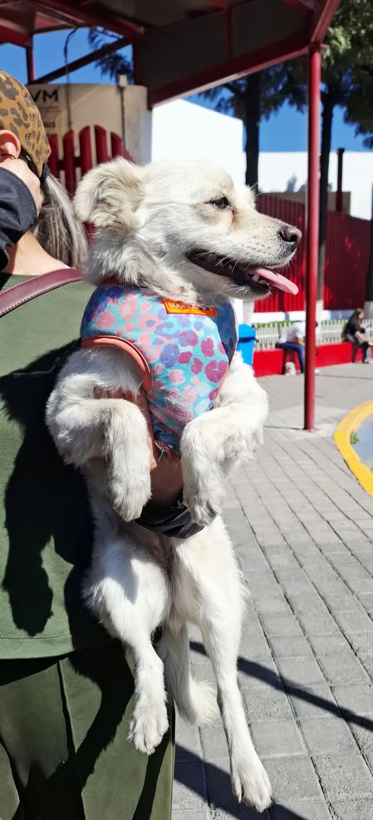 Foto del avistamiento de perro