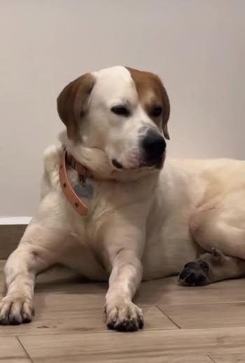 Foto del avistamiento de perro