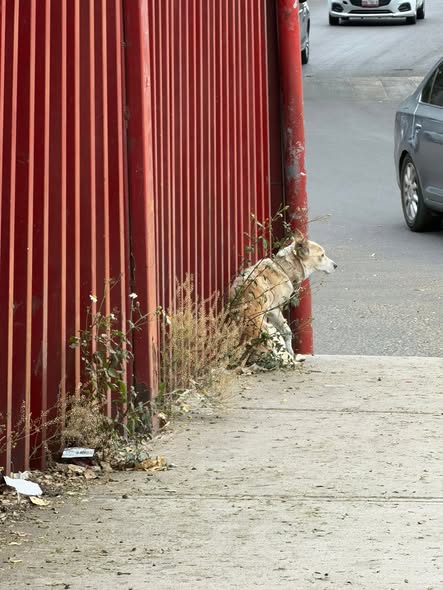Foto del avistamiento de perro