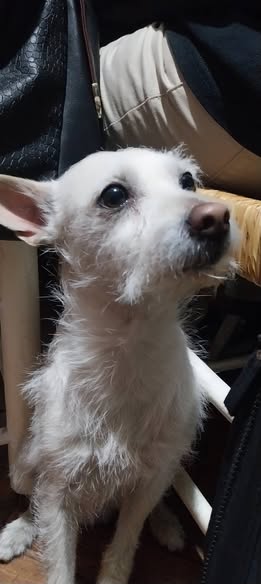 Foto del avistamiento de perro