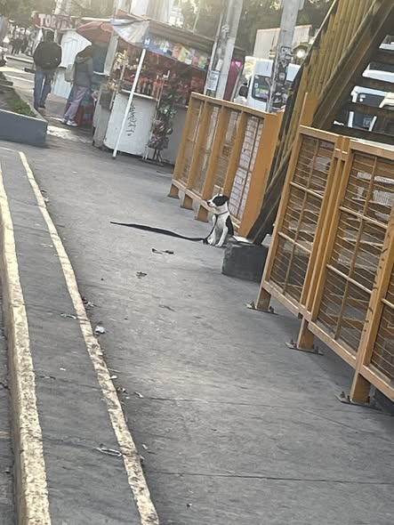 Foto del avistamiento de perro