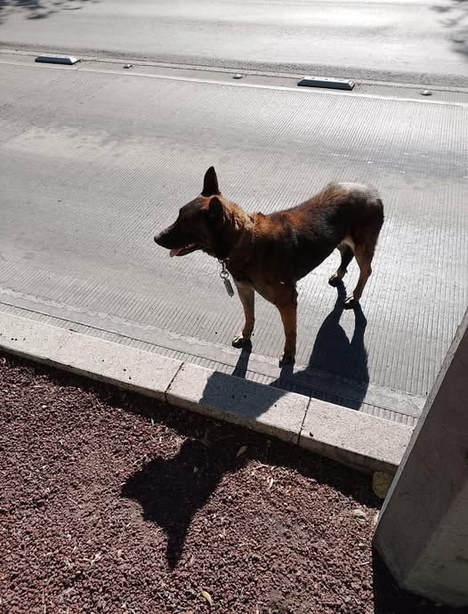 Foto del avistamiento de perro