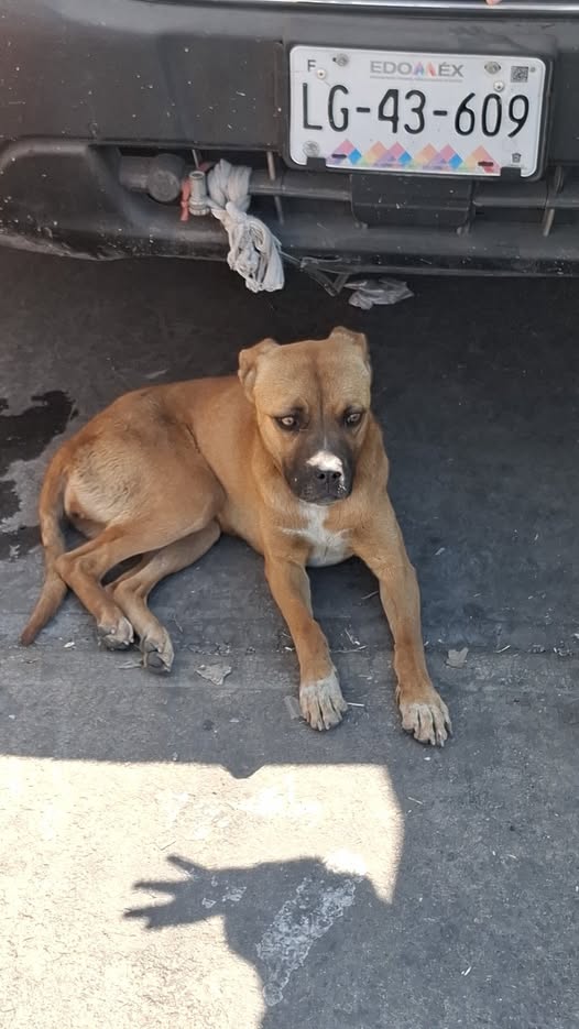 Foto del avistamiento de perro