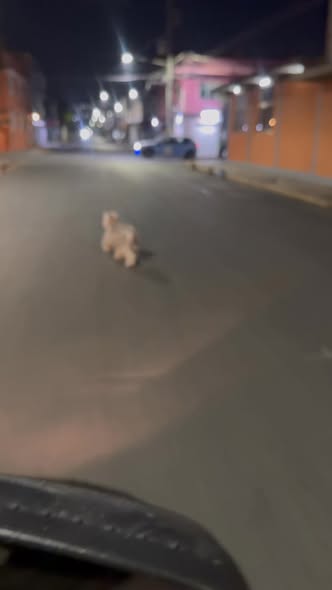 Foto del avistamiento de perro