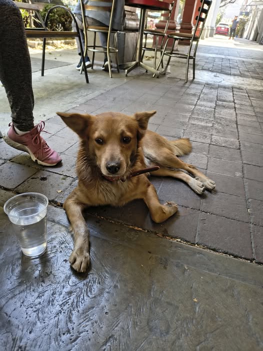 Foto del avistamiento de perro